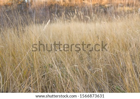   Tall grass in the sunlight as the background                             