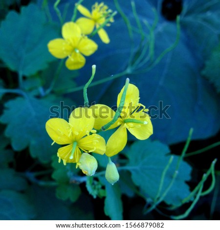 Macro photo yellow flowers Chelidonium. Stock photo nature plant Chelidonium yellow flowers