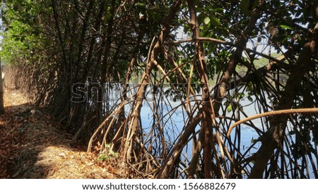 Close-up of the undergrowth and roots of Red Mangrove trees