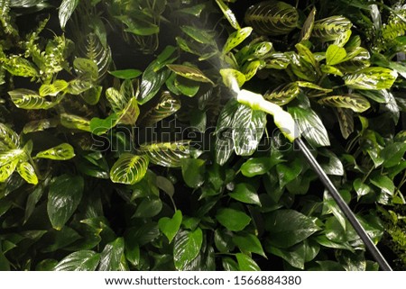 green wall in the office.plant maintenance