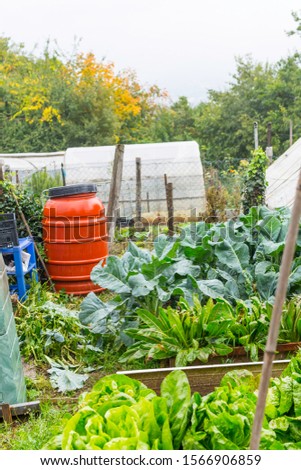 Overgrown garden to the abandoned house. People use bulky waste to separate the garden compartments. A red rainwater ton as eyecatcher.