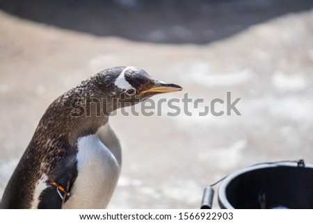The woman feeds penguins.The gentoo penguin Pygoscelis papua is a penguin species in the genus Pygoscelis
