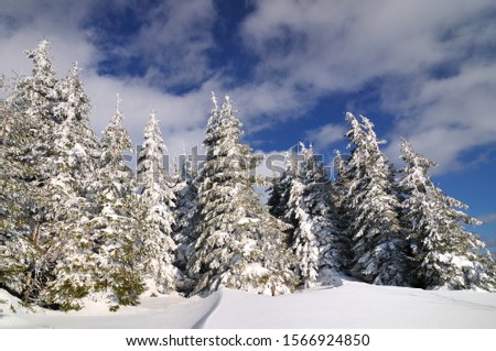 Snow covered fir trees, winter landscape background, cloudy sky, wildlife