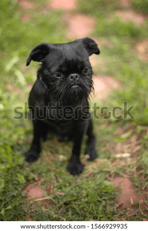 Dog breed Griffon sitting on the grass, funny dog