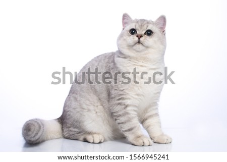 british shorthair silver chinchilla cat with green eyes on a white background