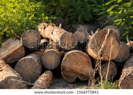 Logs outdoors close-up. Chopped pieces of wood are stacked on the ground surrounded by green bushes. Thick logs on the ground.