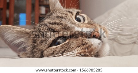 Emotional cute striped cat with white paws