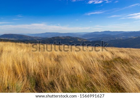 Yellow grass against the background of  mountains