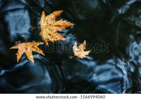 autumn leaves on water. Fallen maple leaf in autumn colors floating on water surface.