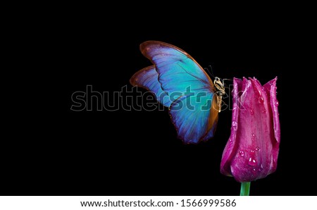 Beautiful blue morpho butterfly on a flower on a black background.Tulip flower in dew drops isolated on black. Tulip bud and butterfly. copy spaces.