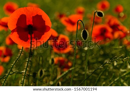 poppies, symbol of fallen soldiers