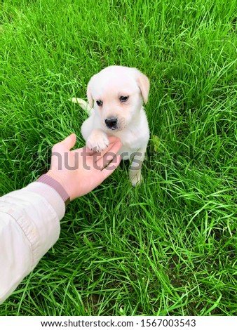 Little labrador puppy on a background of green grass. With place for text.