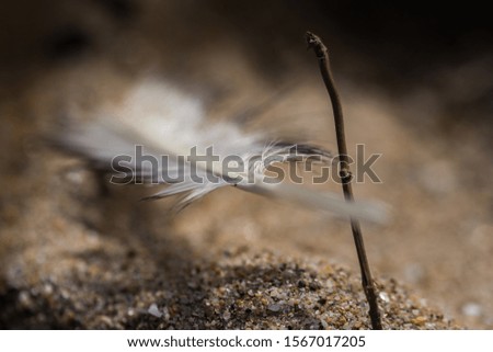Feathers on the sandy bottom with shallow depth of field
