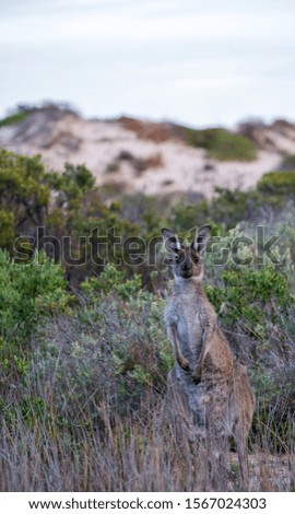 Australian kangaroo portrait in a beach setting