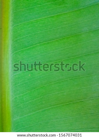 The banana leaf picture is a green background image