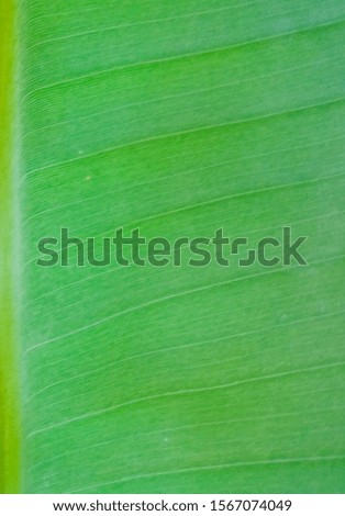 The banana leaf picture is a green background image