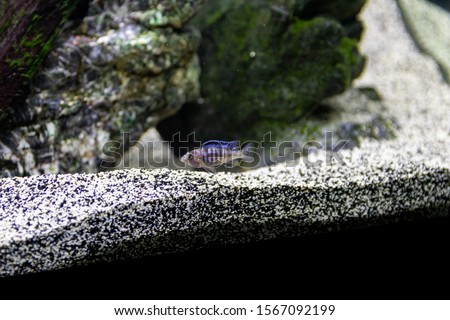 baby cichlid swims in aquarium