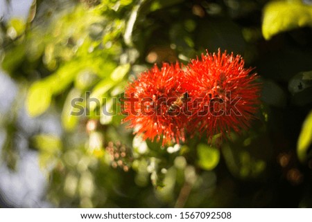 Abstract vintage picture style of red bush willow flower in the rain background, selected focus.