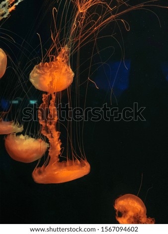 Jellyfish on underwater at aquarium