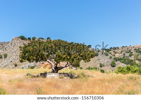 Big tree in Small cretan village in Crete  island, Greece  See other pictures from Crete