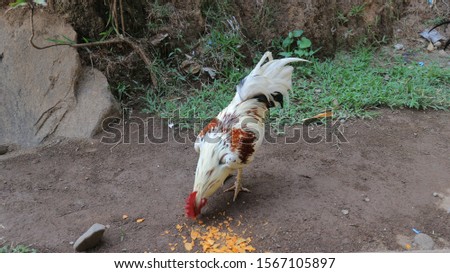 Roosters fighting for food near a waterfall