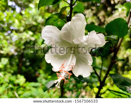 This is white china rose. And this flower was blooming in the summer season. And I click this picture in the morning.