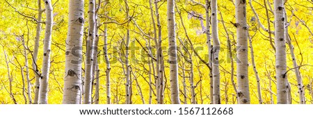 Panorama of aspen forest in peak autumn beauty with gold yellow leaves as far as the eye can see in Lockett Meadow, Flagstaff, Arizona. Aspens changing leaves in backlight Royalty-Free Stock Photo #1567112668