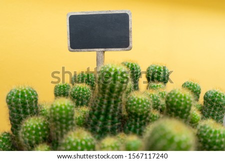 Cactus or succulent plant with space sign label of black wooden tag and vintage yellow background.