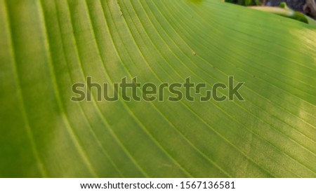 Natural lines on banana leaf texture