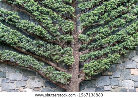 Very unusual flat tree with rock wall behind it, nice abstract patterns, very geometrical shape of fishbone diagram or fault tree diagram Royalty-Free Stock Photo #1567136860