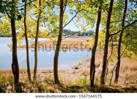 View through the trees to a lagoon.