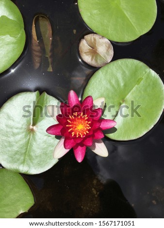 Lily pad pink flower in a pond