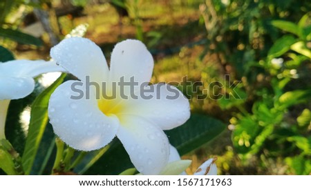 Plumeria flowers that have white and yellow in the middle.
