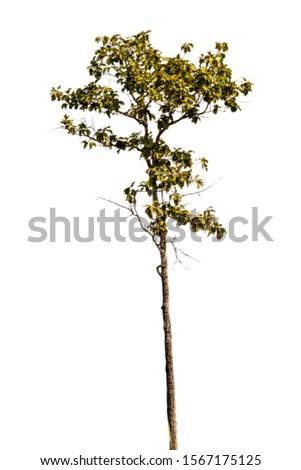 Trees on isolated white backgrounds and clipping path.