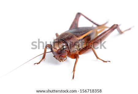 black cricket isolated on white background