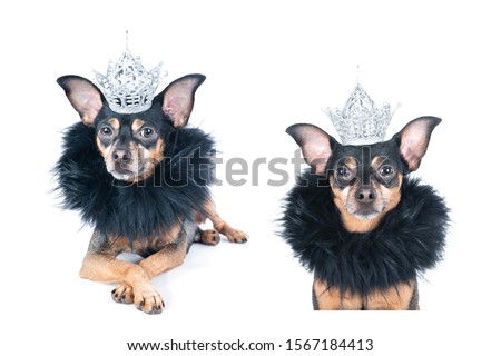 Dog in the crown and a boa, a  king, the prince , Isolated on a white portrait of a stylish dog  