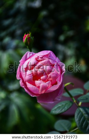Pink roses begin to bloom in the garden