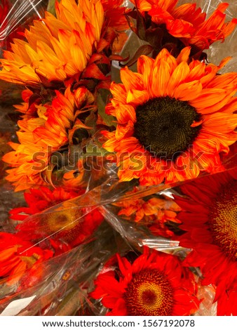 Beautiful sunflowers perfect for decorating a table setting.
Sunflowers symbolize adoration, loyalty and longevity. Much of the meaning of sunflowers stems from its namesake, the sun itself.