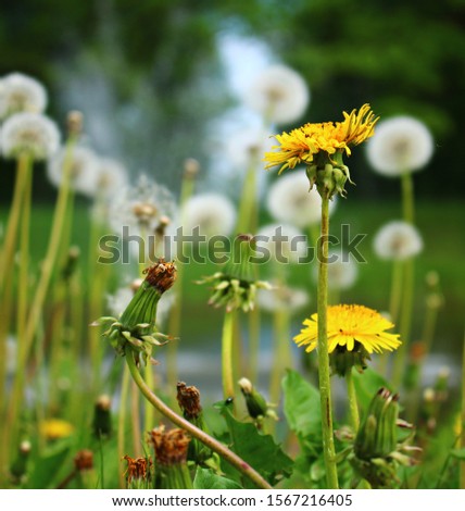 Blooming bright yellow Taraxacum flowers in a meadow on a spring, sunny day