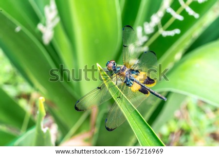 Yellow-Striped flutterer, know as Rhyothemis phyllis is a species of dragonfly of the family Libellulidae. It's is commonly found in South East Asia countries.