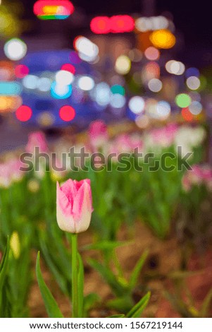 tulip flower colorfull night garden
