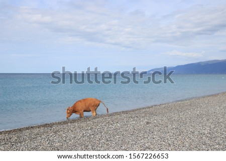 The Cote d'Azur in Abkhazia, the Black Sea coast, the city of New Athos. Bright and atmospheric landscape with a red cow.