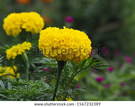 Yellow marigold flowers grow in a mixed garden, easy to grow.