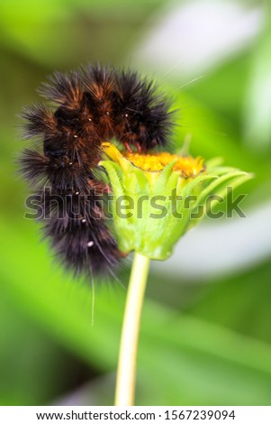 Close up of brown hairy caterpillar feasting on a daisy flower against bokeh background