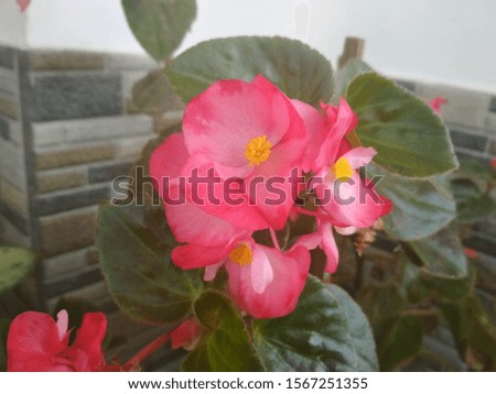 beautiful botany bouquet natural pink leaf