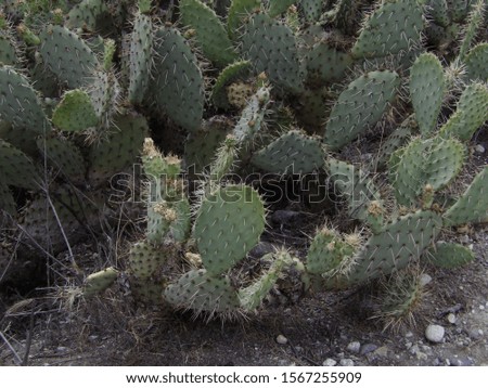Various Desert Plants Catus and landscape in the California Desert.  