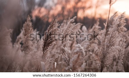 Dry reed on the lake, reed layer, reed seeds. Golden reed grass in the fall in the sun. Abstract natural background. Beautiful pattern with neutral colors. Minimal, stylish, trend concept.