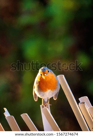 A vertical selective focus shot of  a cute brown and orange European robin standing on a stick