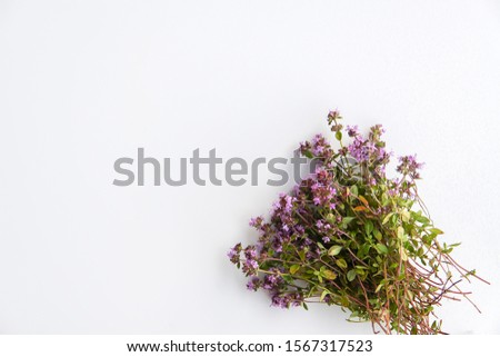 Thyme plant. Summer medical herbs bunch on white background.