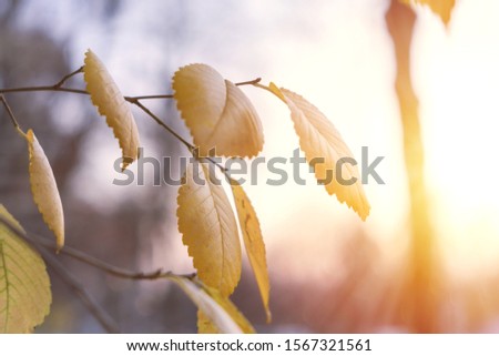 Colorful autumn leaves over blurred nature background. Fall background. Beautiful nature scene